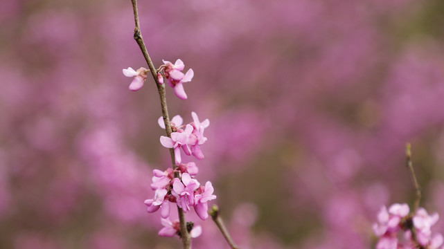 紫荆花树