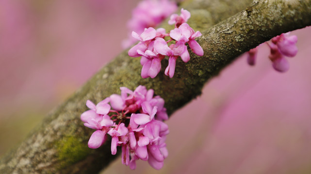 紫荆花树