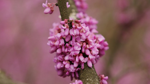 紫荆花素材