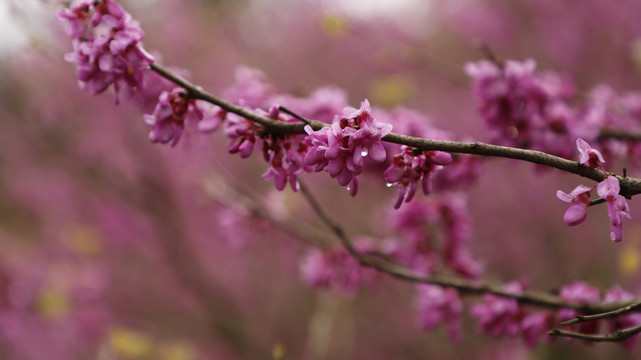 紫荆花素材