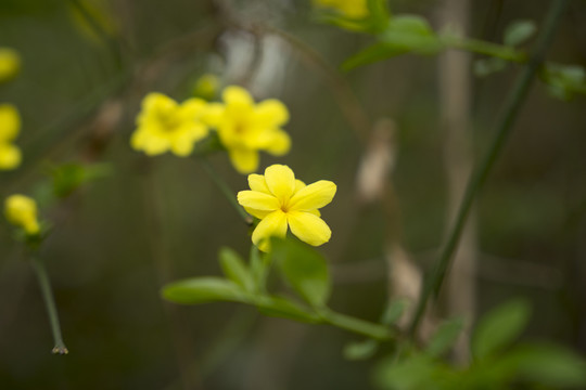 迎春花