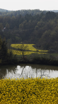 油菜花田园风景