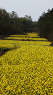 油菜花