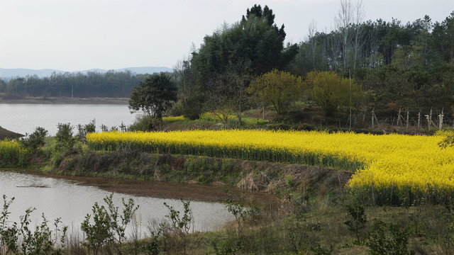 水边油菜花