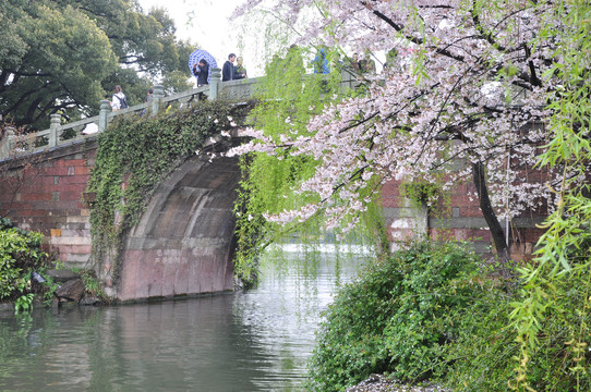 春天游览杭州西湖跨虹桥