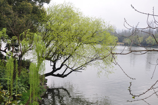 烟雨中的杭州西湖