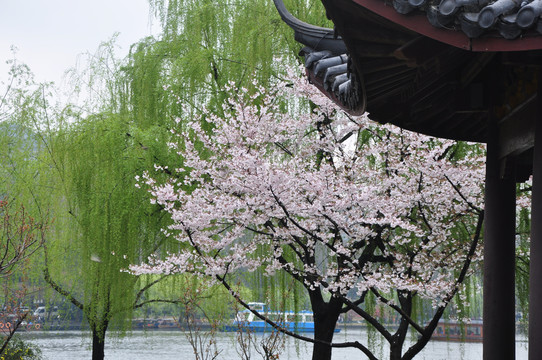 初春雨中杭西湖美景