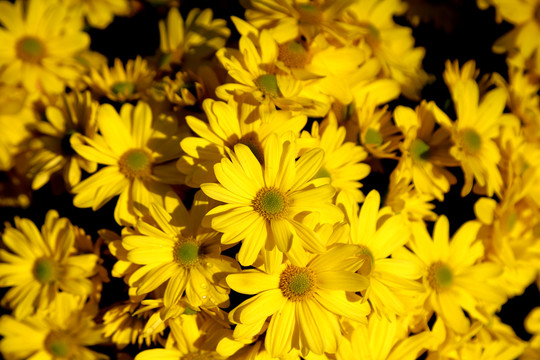 黄色菊花丛