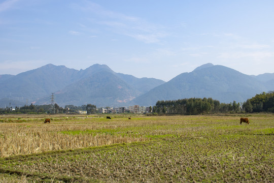 田野