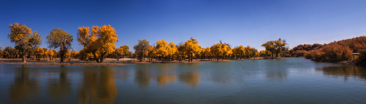 宽幅唯美秋水胡杨林全景图