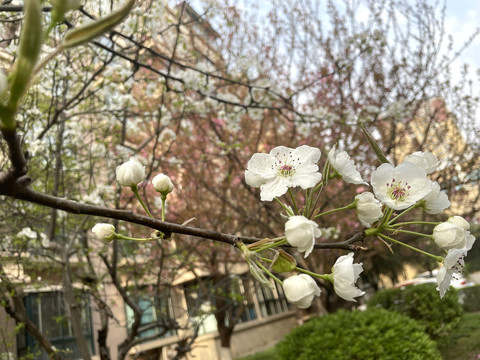 花开了