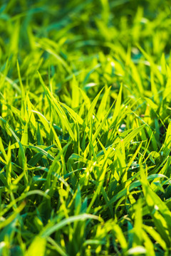 绿色植物小草草坪背景春天阳光