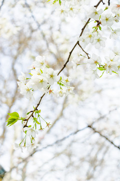 春天花朵白色樱花开放