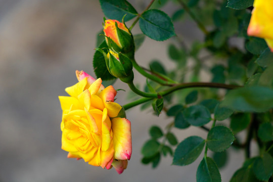 春天绿色植物野花黄色月季花