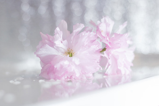 春天粉色樱花单只花朵背景