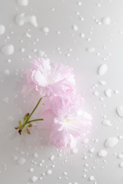 春天粉色樱花单只花朵背景