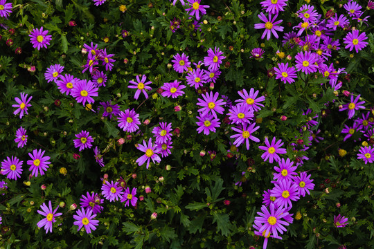 春天花朵紫色野花雏菊