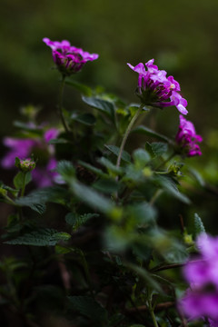 雨后下雨春天紫色野花花朵