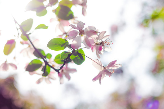春天花朵粉色垂丝海棠花