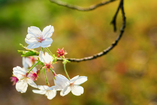 春天花朵白色樱花绽放绿色植物