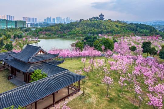 青秀山樱花园