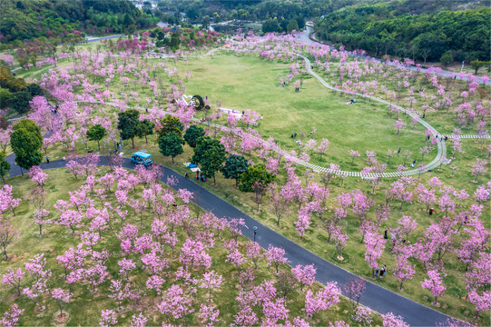 青秀山樱花园