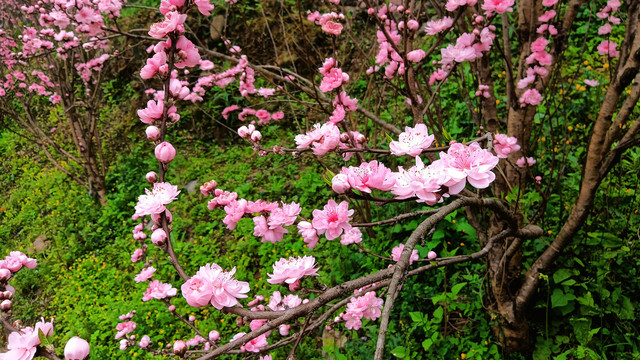 观赏桃花