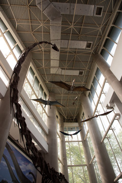 南京古生物博物馆的恐龙化石