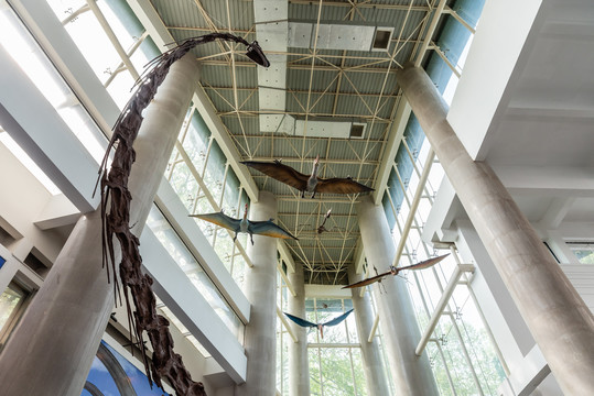 南京古生物博物馆的恐龙化石