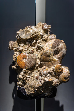 菊石类双壳类软体动物化石