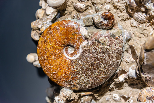 菊石类双壳类软体动物化石