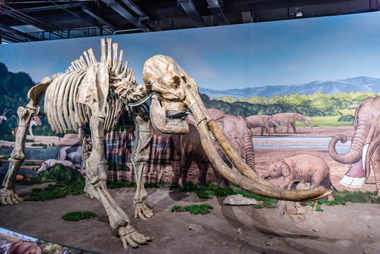古生物猛犸象骨骼化石