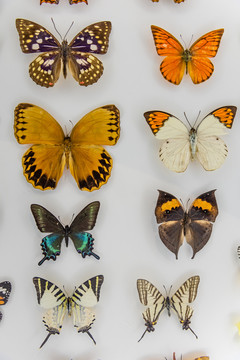 五颜六色的蝴蝶标本
