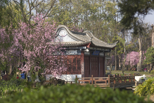 垂丝海棠古建筑园林景观