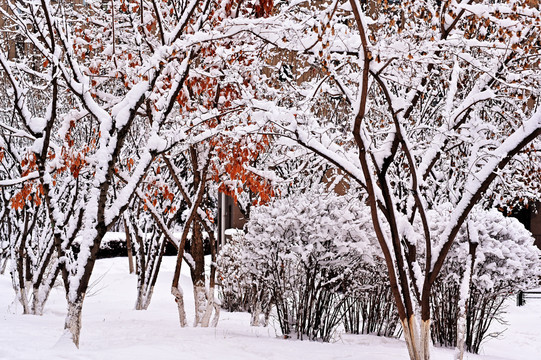 春雪