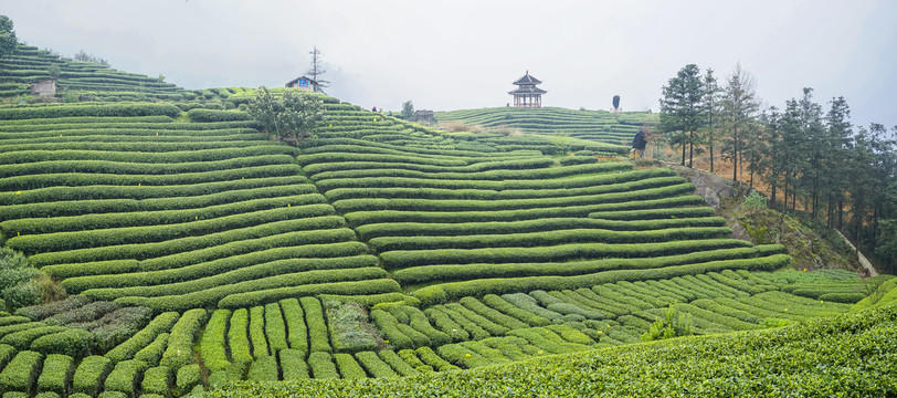 柳州布央三江茶园