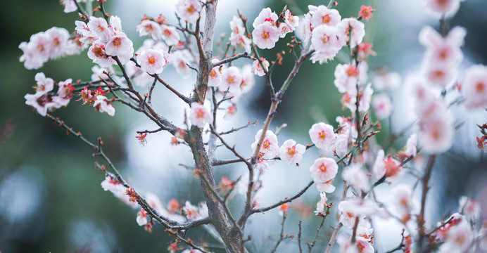 樱花盛开