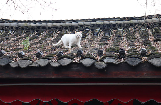 古镇房檐上的猫