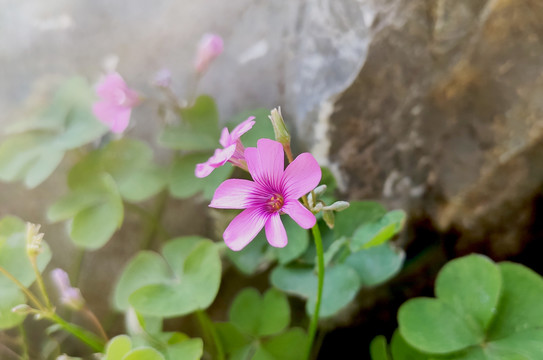 石缝间的小花