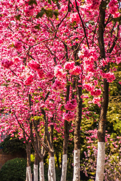 云南樱花树林