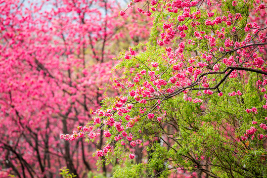 樱花