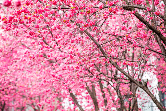 樱花