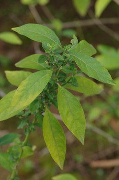 白鹤灵芝