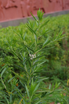 凤仙花