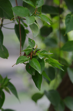 炮仗花