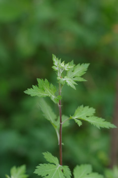 野菊