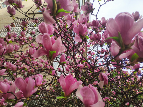 玉兰花