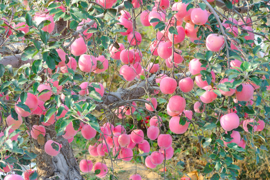 红富士苹果园