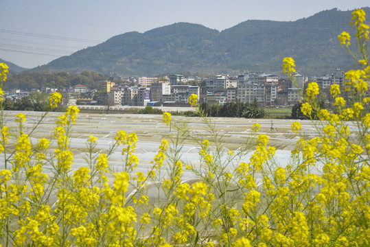 油菜花