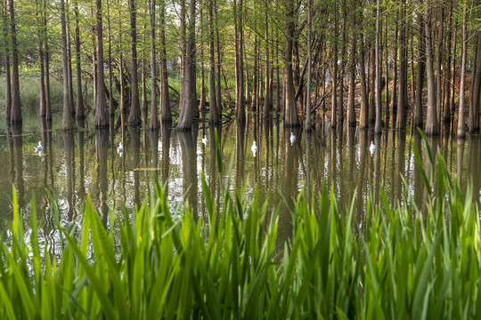 滇池湿地